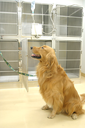 【犬】